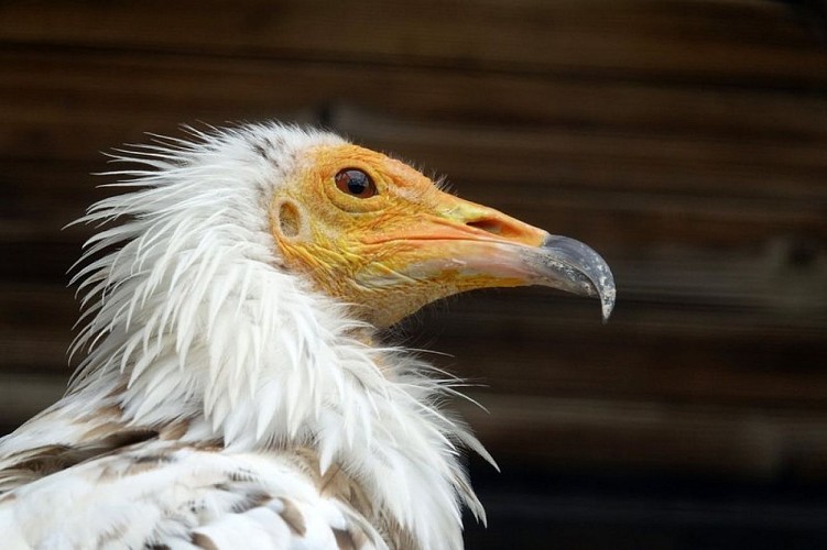 Vautour percnoptère gros plan