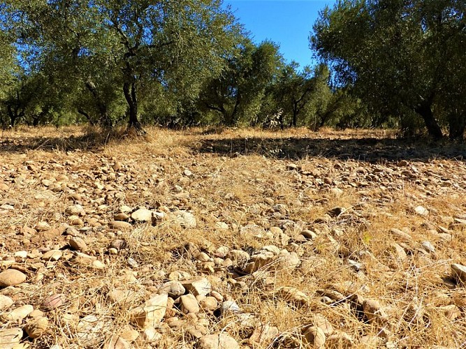 Plantation d'oliviers sur le sol du coussoul d'Eyguières