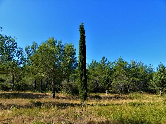 Cyprès de Provence