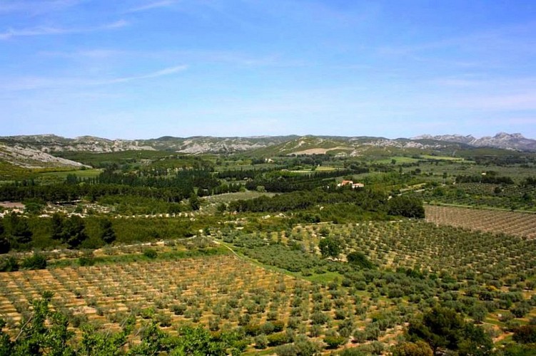 Vue sur les Alpilles et les oliveraies