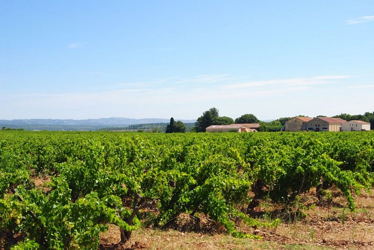 Vignes des Alpilles