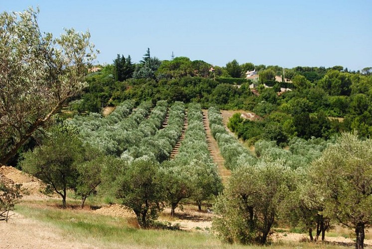 Champs d'oliviers