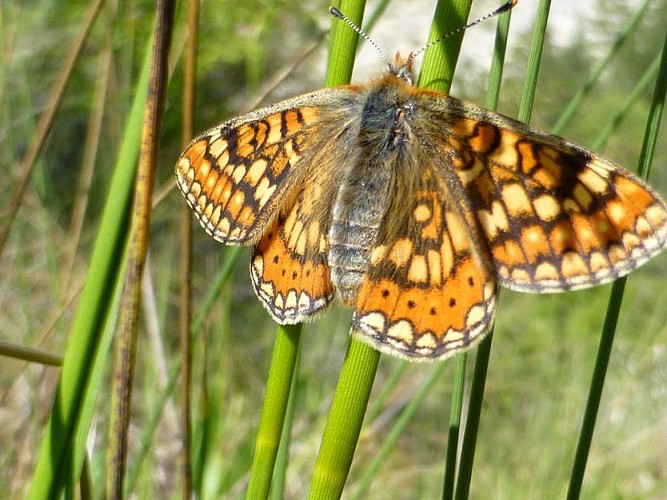 Damier de la Succise