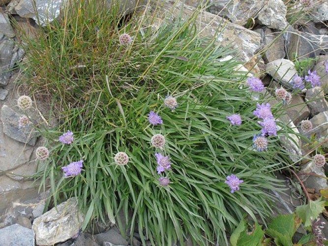 Scabieuse à feuilles de graminée ensemble