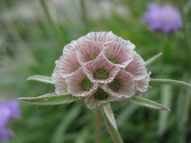 Scabieuse à feuilles de graminée en fruits