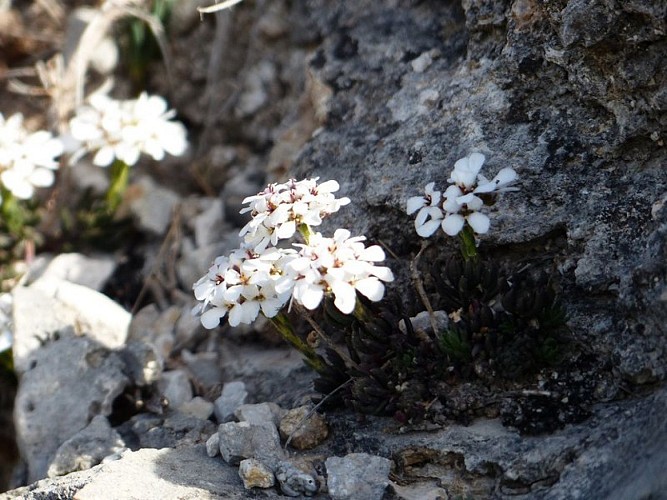 Iberis des rochers