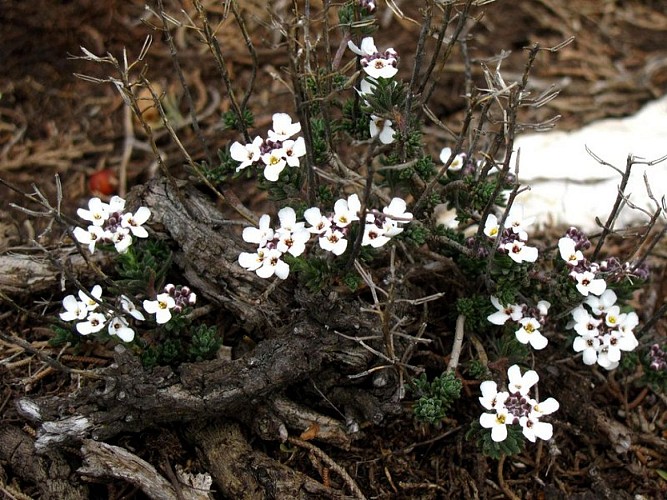 Iberis des rochers en fleurs