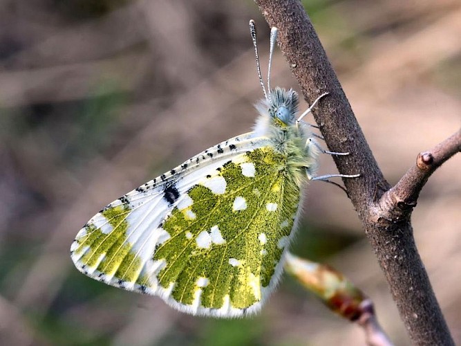 Le marbré de Lusitanie, papillon vert et blanc