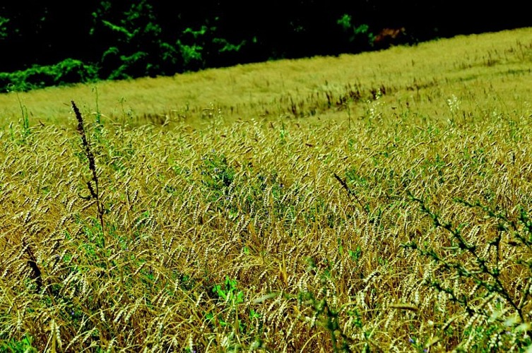 Champ mélangé de luzerne et de blé