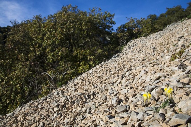 Linaire couchée sur éboulis