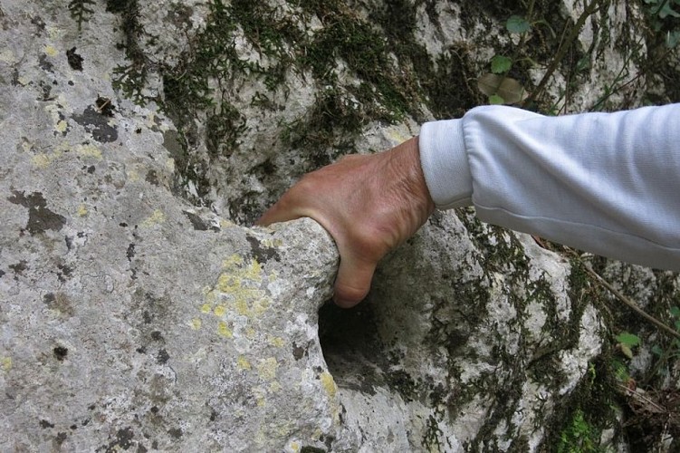 Anneau d'attache des ânes