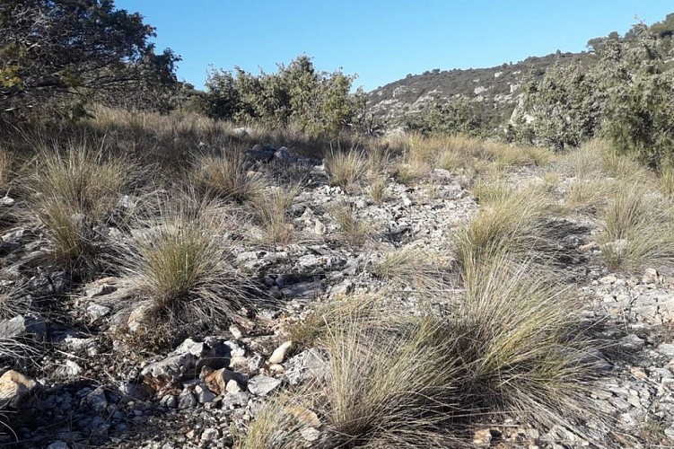 Pelouse sèche sur le haut des gorges de Véroncle