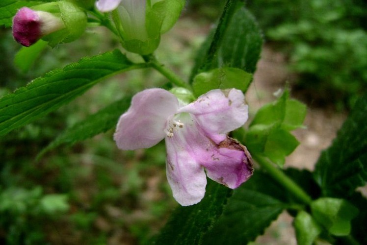 Véroncle, haut lieu de biodiversité