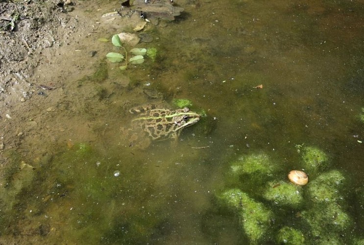 Crapreau dans une vasque de Véroncle