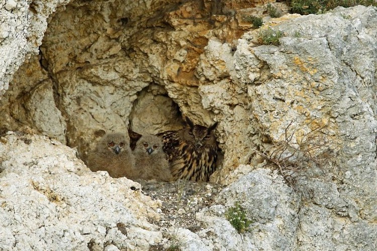 Nichée de Grand-duc d'Europe