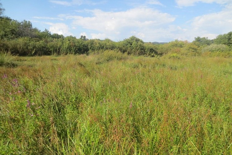 Prairies humides de Murs