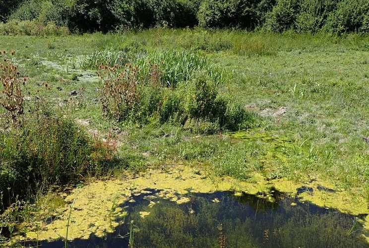 Prairies humides de Murs