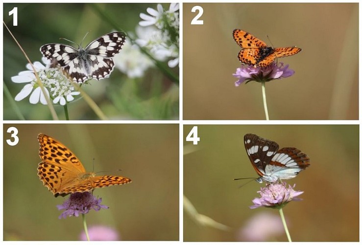 (1) Demi-deuil, (2) Mélitée orangée, (3) Tabac d'Espagne, (4) Sylvain azuré