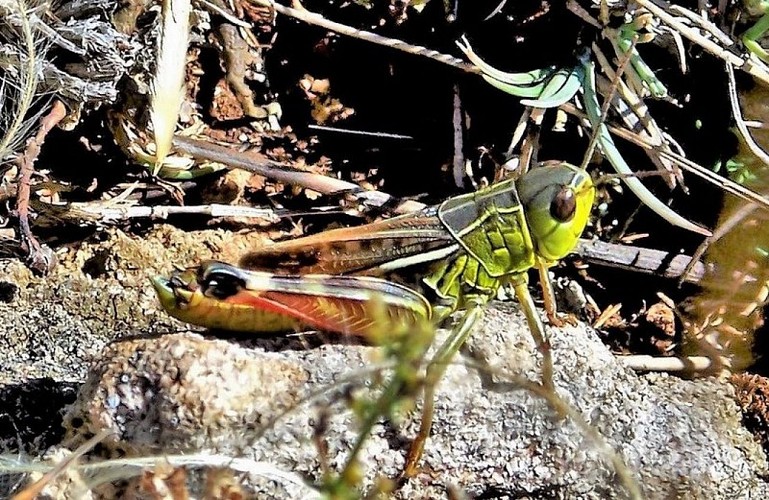 Criquet Arcyptère bariolée