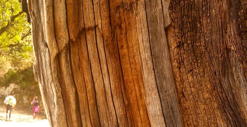 Intérieur du chêne creux