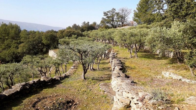 Cultures en terrasses