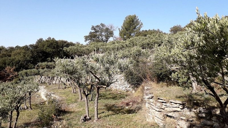 Culture en terrasse d'oliviers