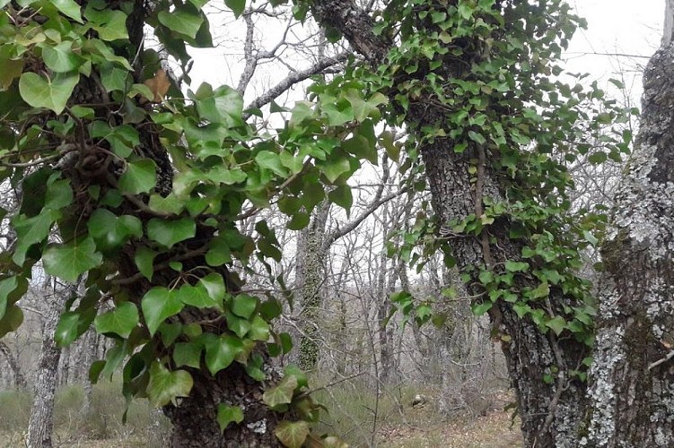 Lierre grimpant