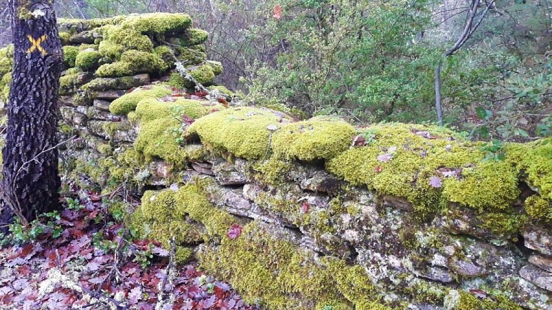Mousse sur les murs de pierres