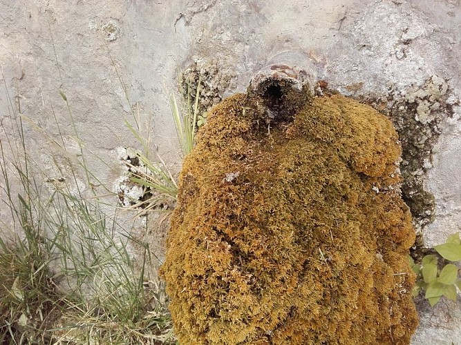 La source de Fontsausse