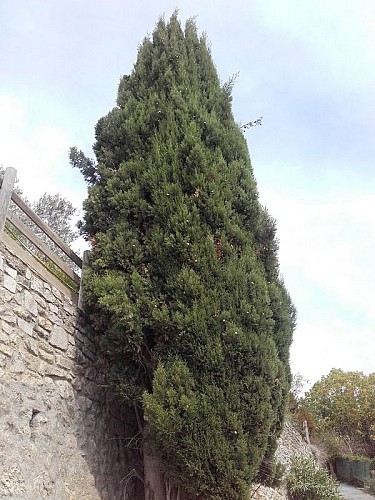Grand cyprès