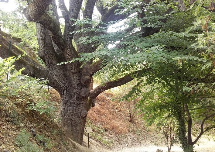 Chêne de Grambois au printemps