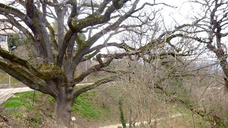 Chêne de Grambois en hiver
