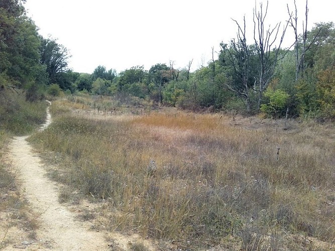 Bords de l'Eze et arbres morts