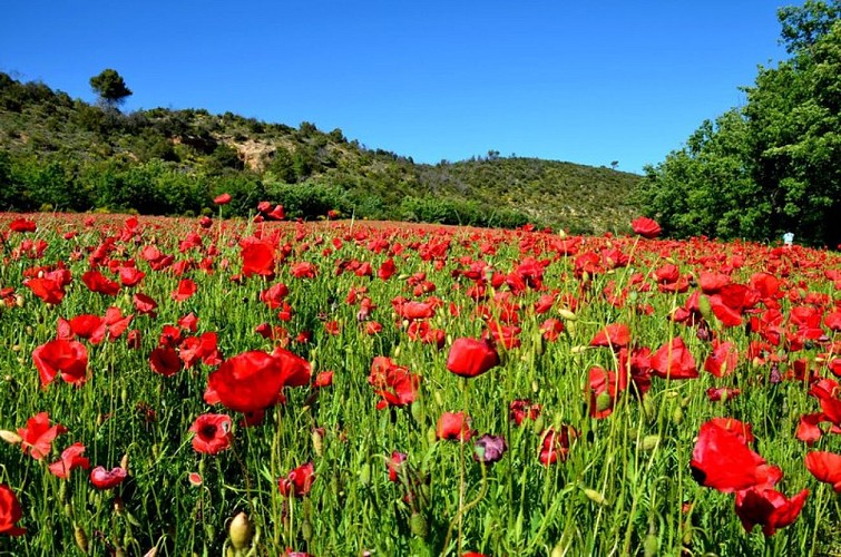 Pavot des champs ou papaver rhoeas