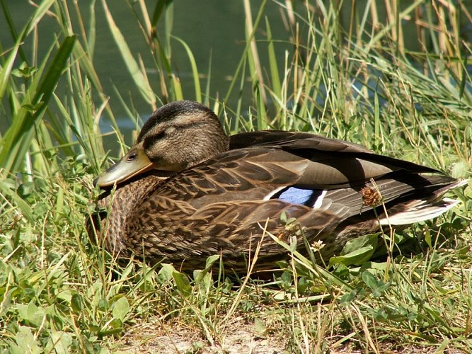 Canard au repos
