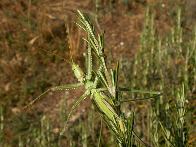 Une chimère entomologique