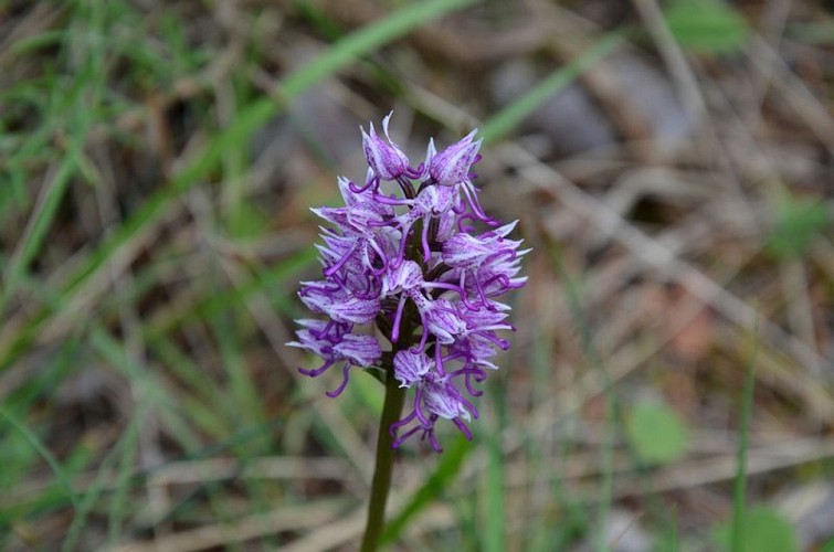 L'Orchis singe