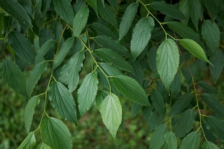 Branches de micocoulier