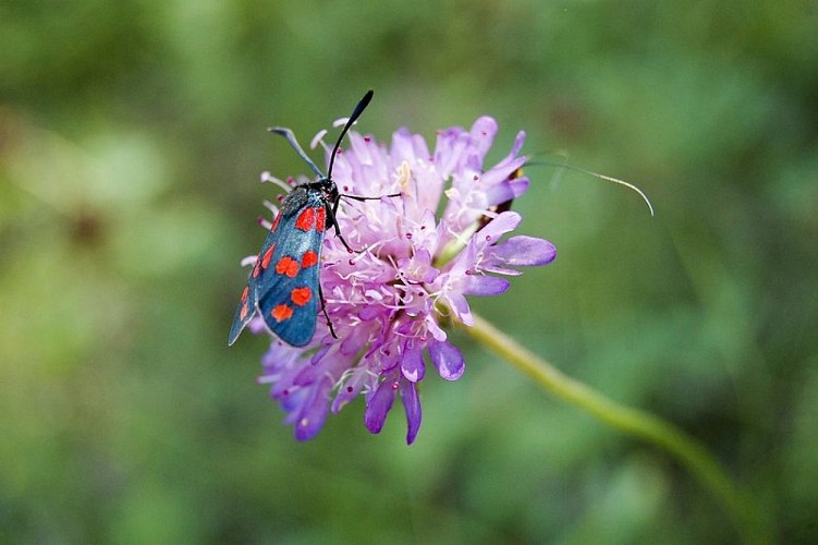 Papillon zygène sur scabieuse en fleur