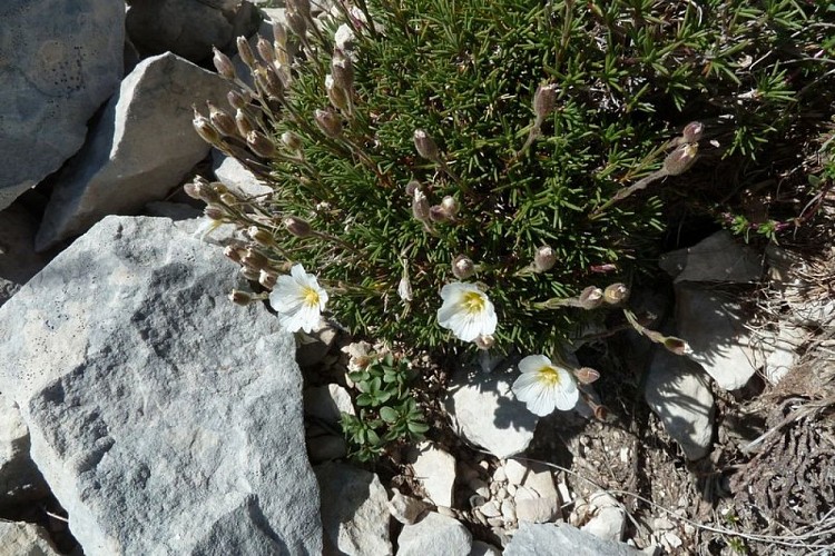 Minuartie à feuilles capillaires