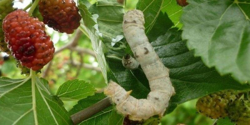 Larve de bombyx du mûrier