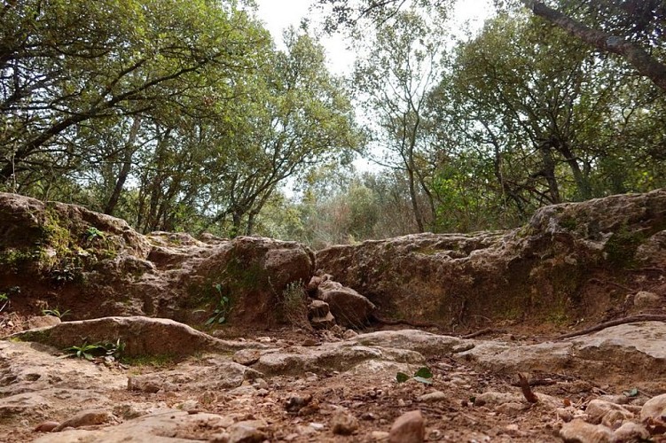 Colinne Saint Julien