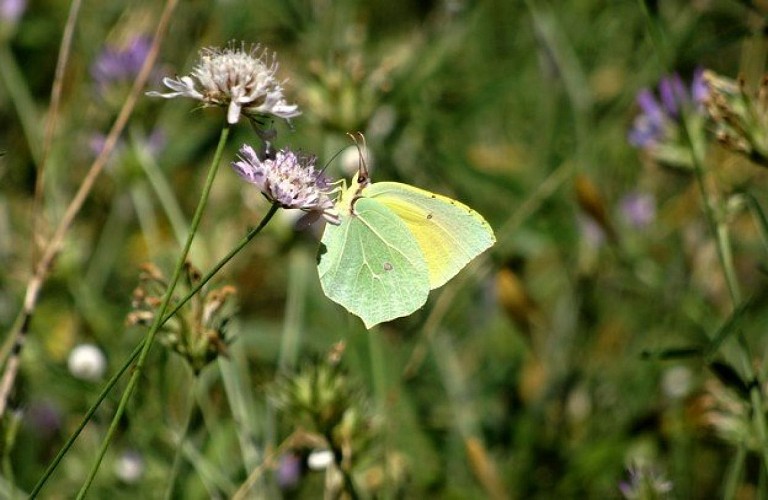 Un citron de Provence