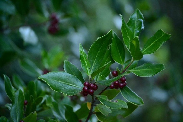 Feuilles et fruits du nerprun alaterne