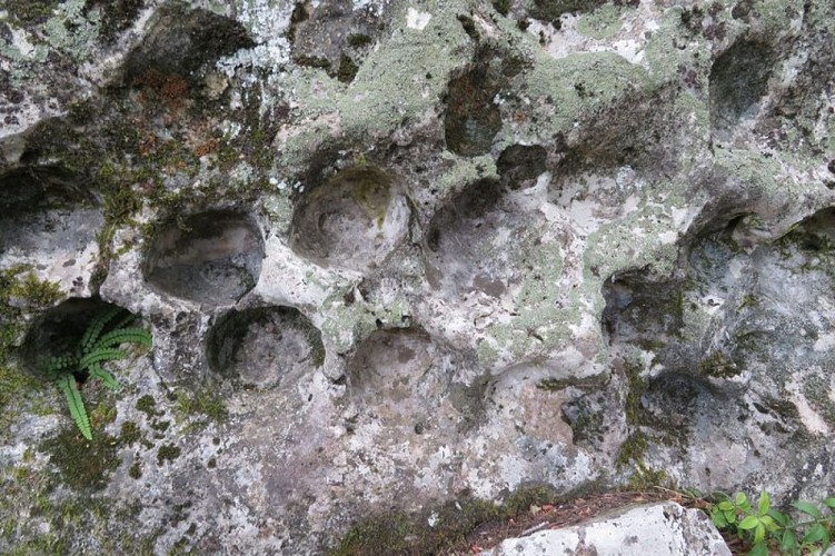 Empreintes fossilières d'oursins