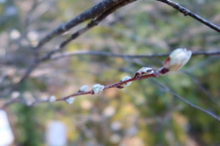 Bouton de fleur d'amélanchier