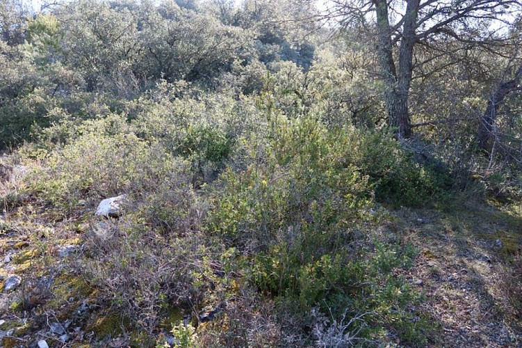 Garrigue de Lagnes