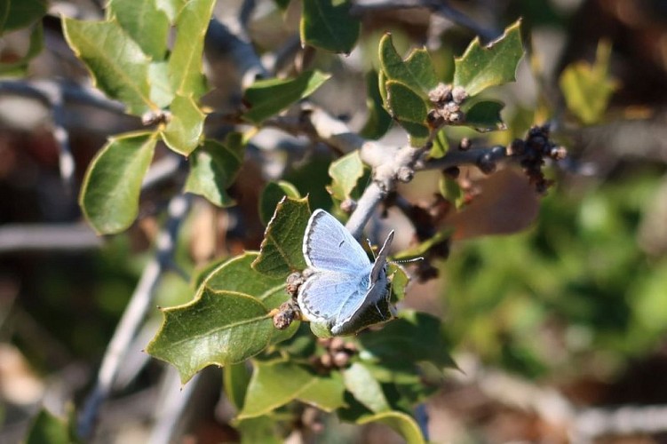 Azuré du thym mâle