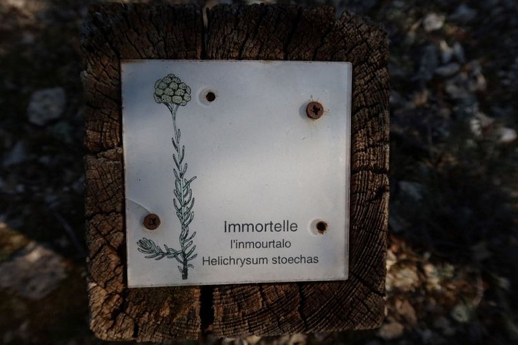 Borne d'identification sur l'immortelle