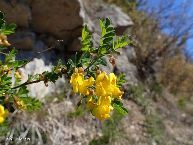 Grande coronille en fleur